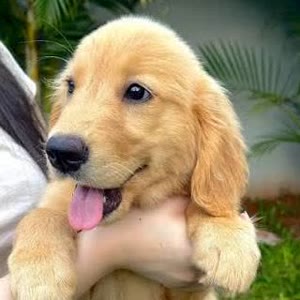 Luna, Golden Retriever