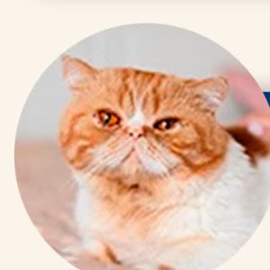 Mia, Gata Persa